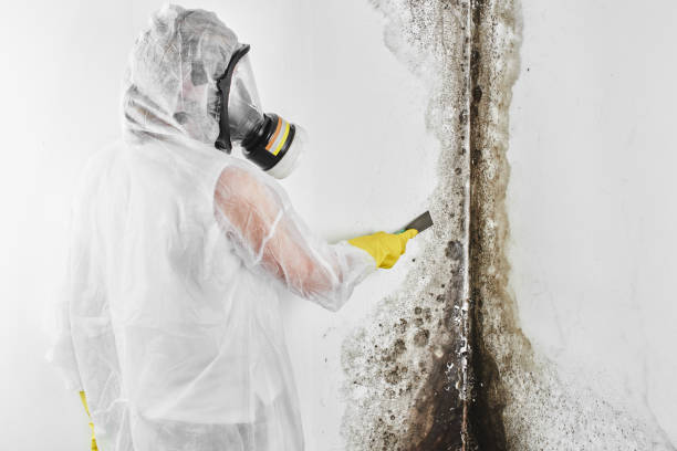 Best Basement Mold Remediation in Beachwood, OH