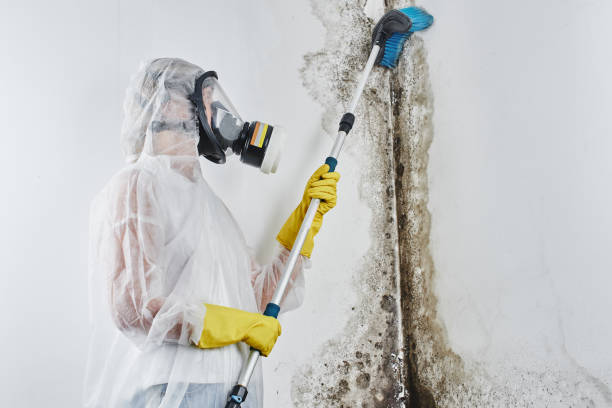 Best Attic Mold Remediation in Beachwood, OH
