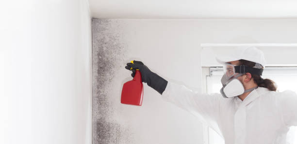 Best Basement Mold Remediation in Beachwood, OH